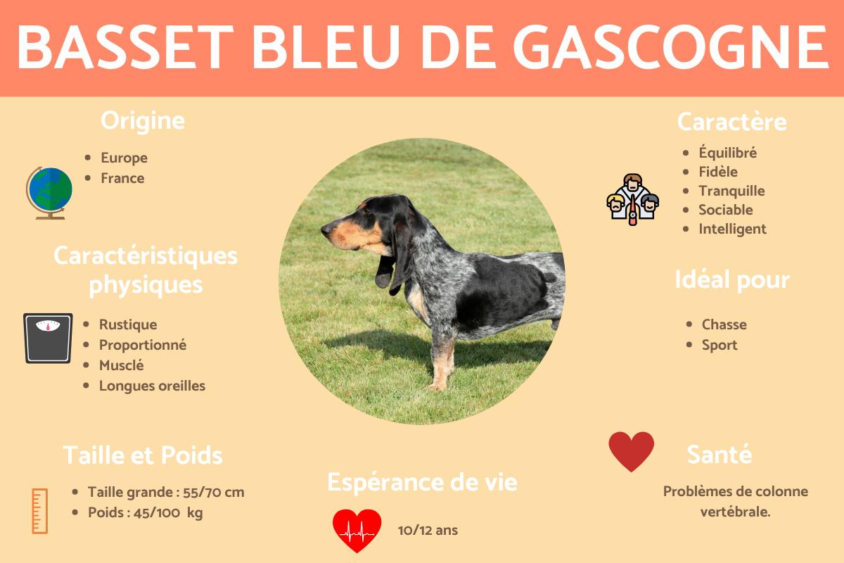 Basset bleu de Gascogne