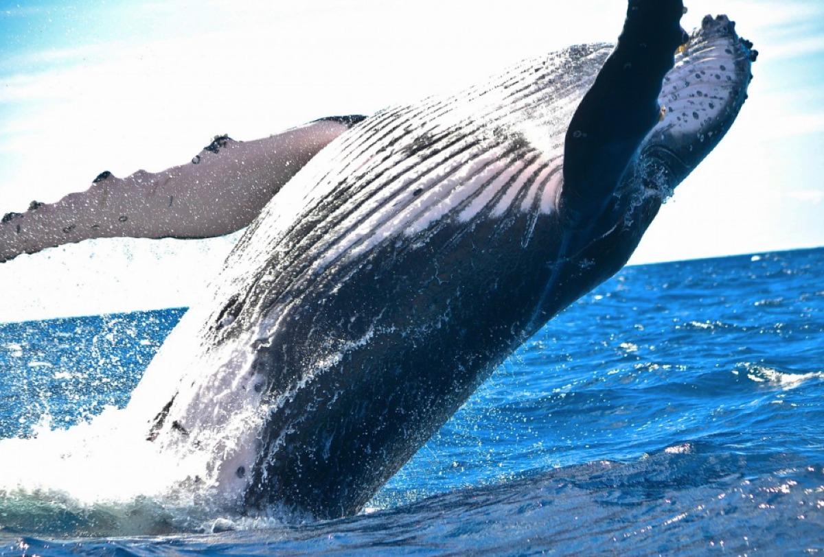 Baleine à bosse