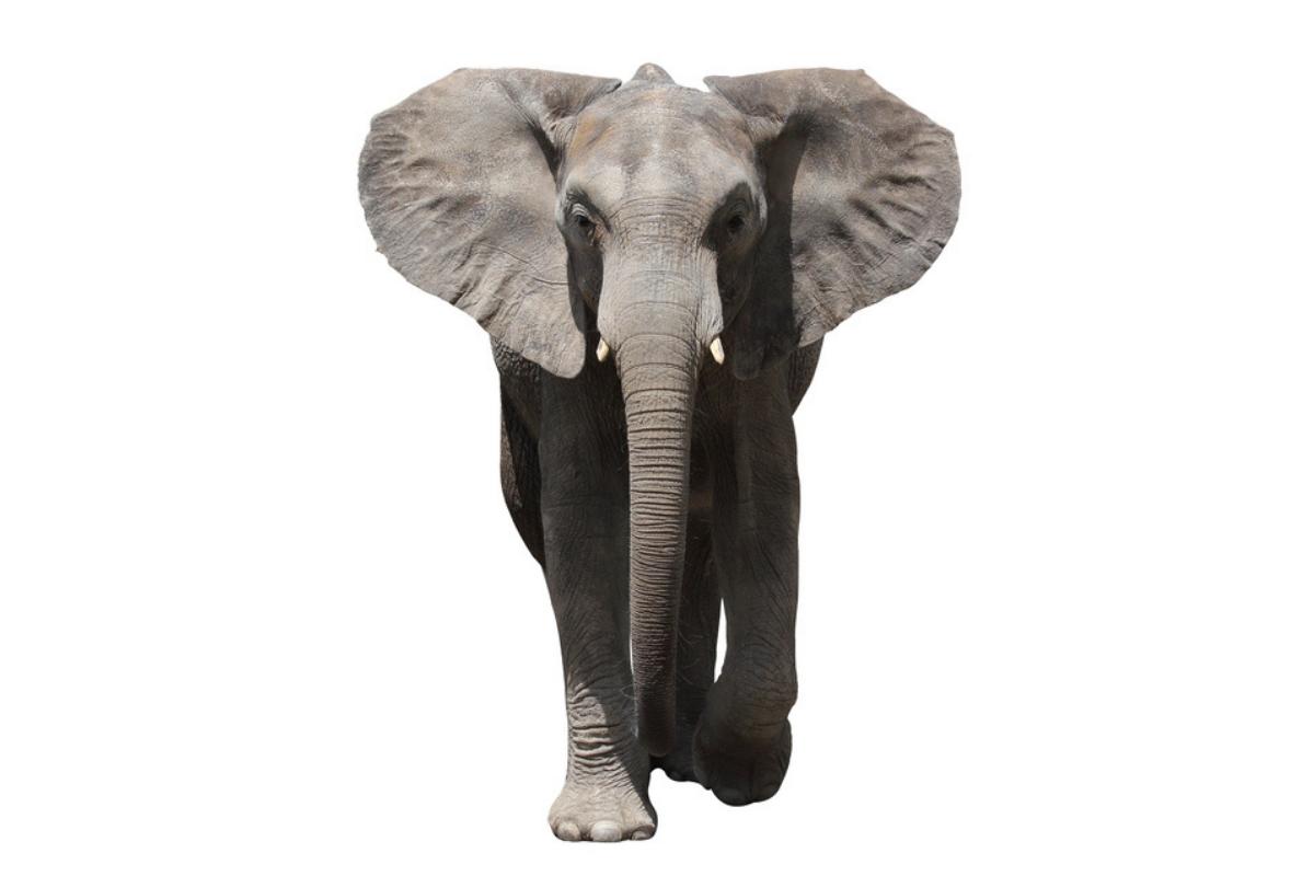 Eléphant de forêt d'Afrique