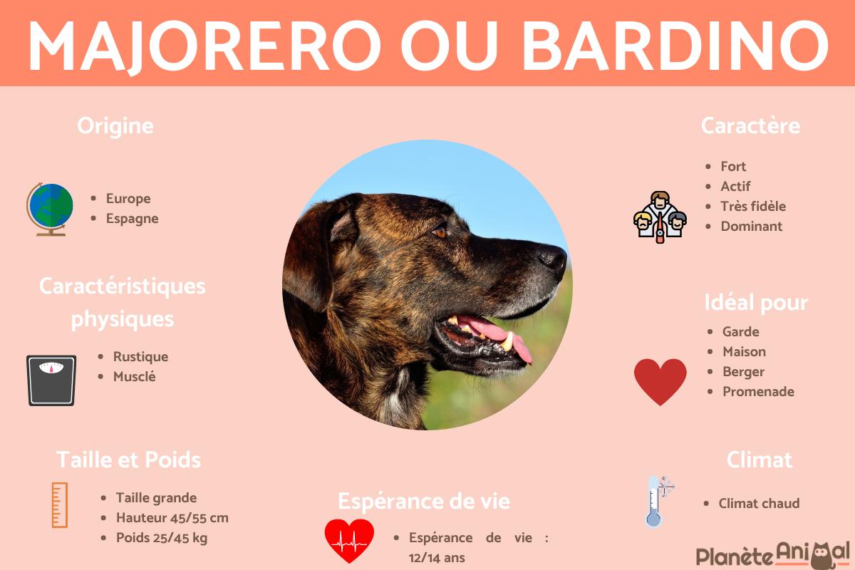 Majorero ou Bardino