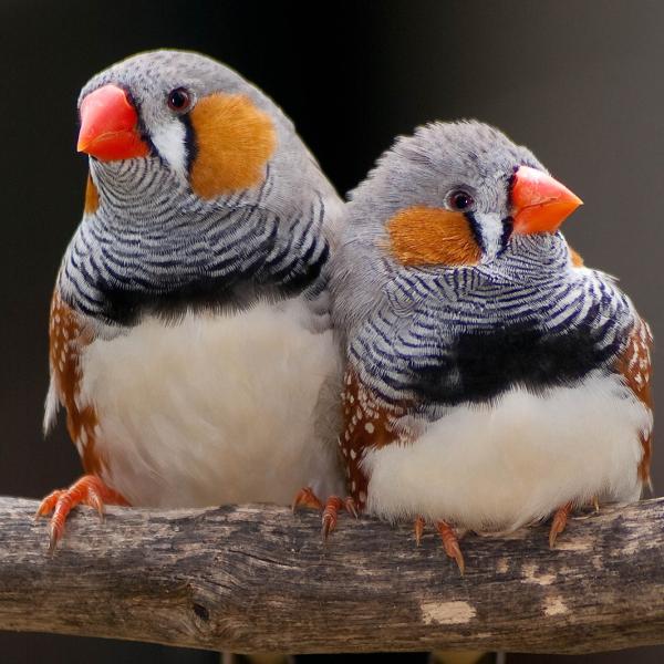 Diamant mandarin