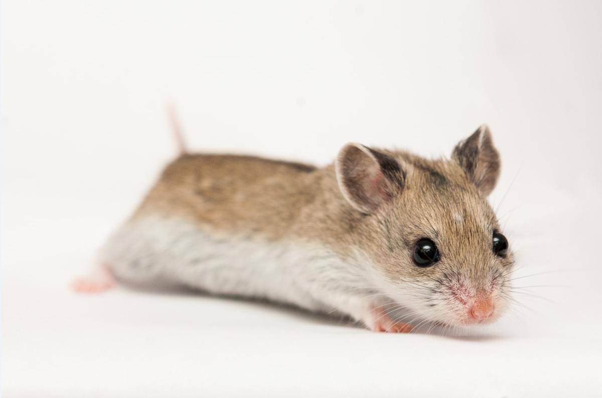 Hamster de Chine
