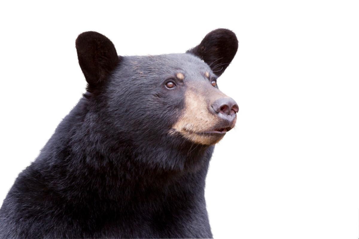 Ours noir