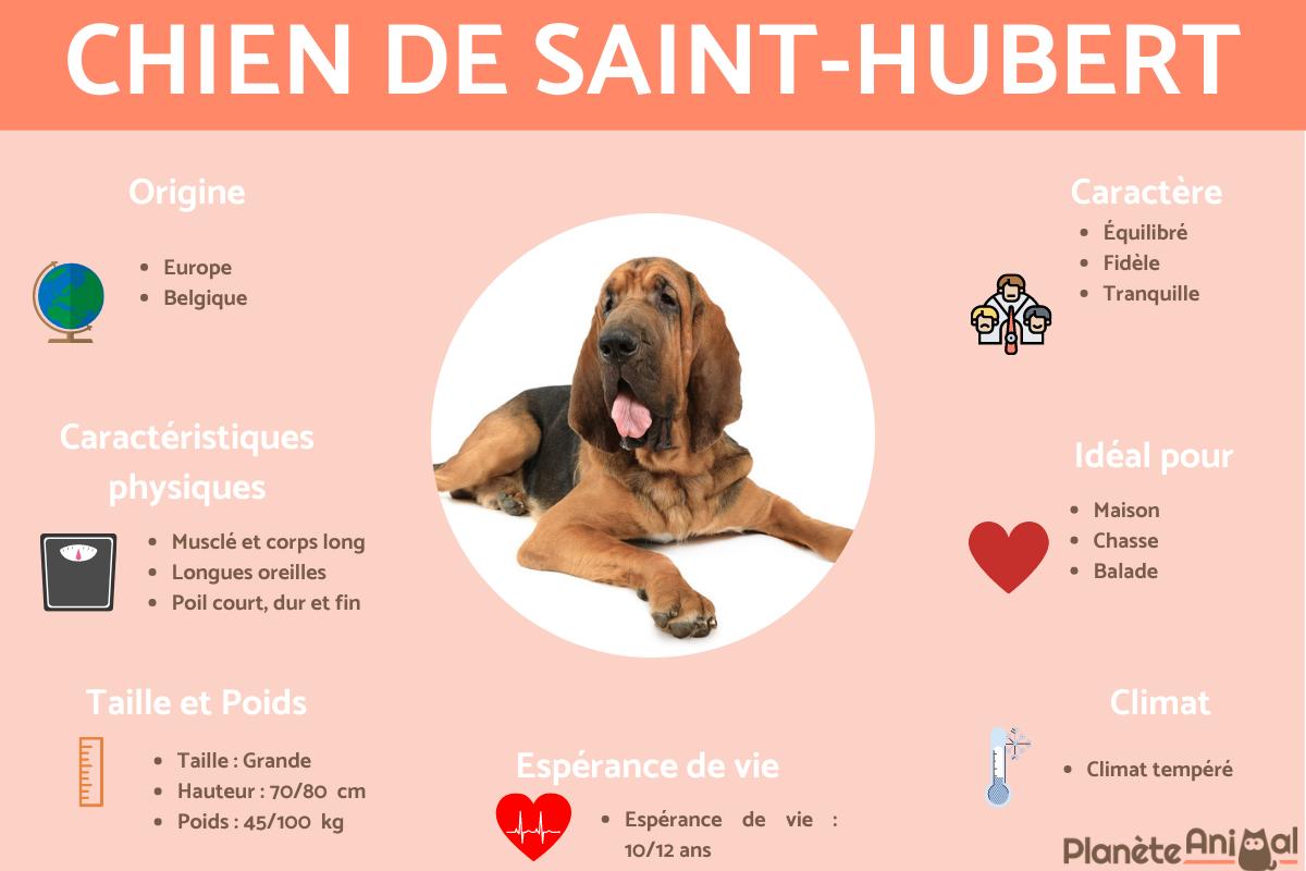Chien de Saint-Hubert ou Bloodhound