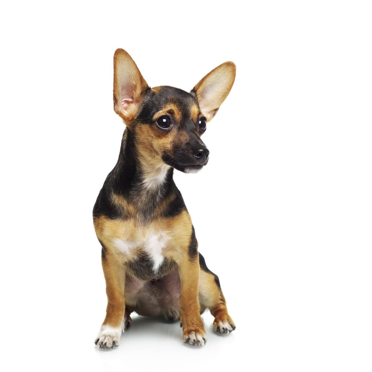 Le Pinscher nain