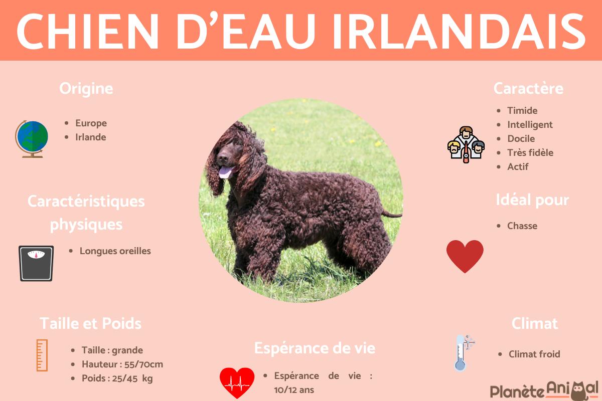 Chien d'eau irlandais