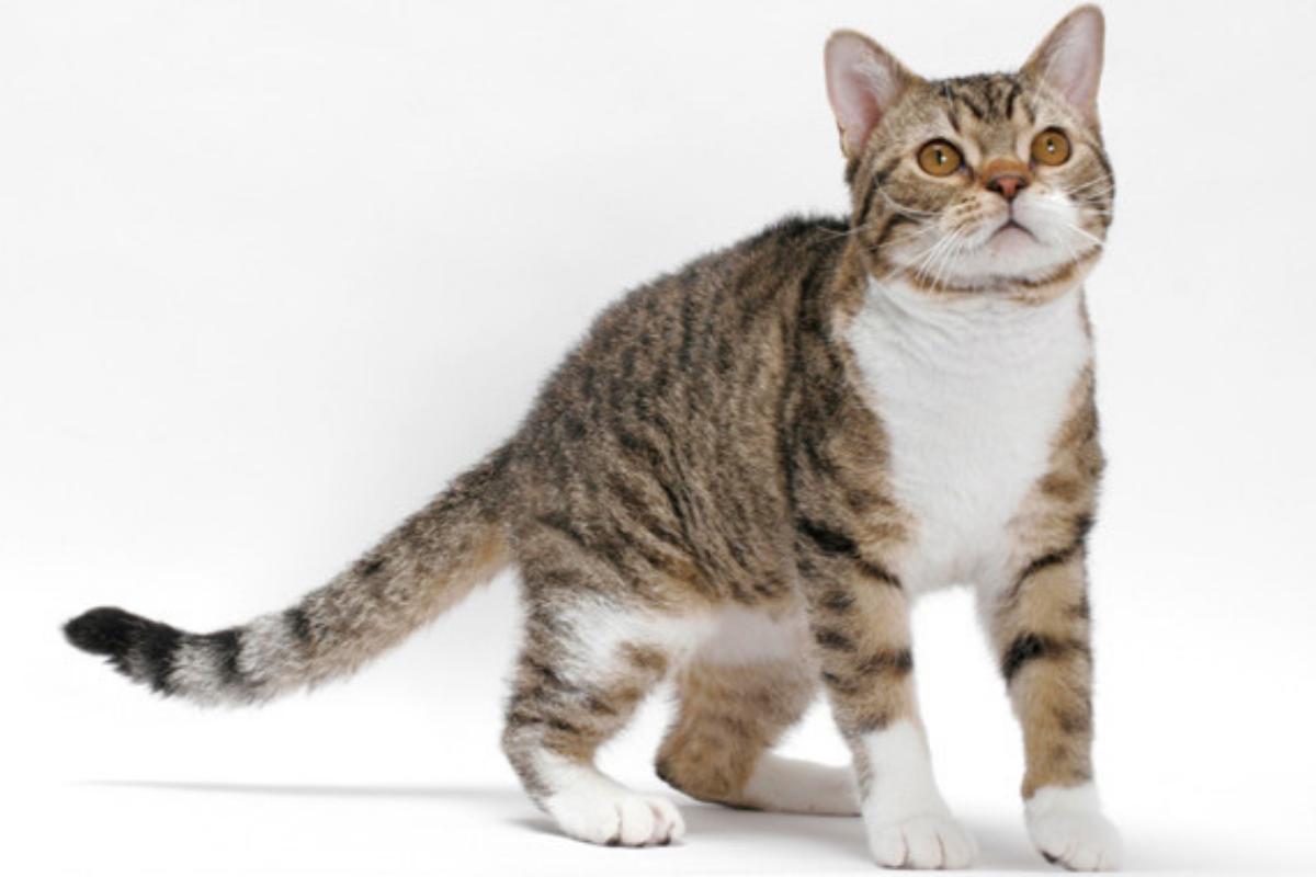 American wirehair