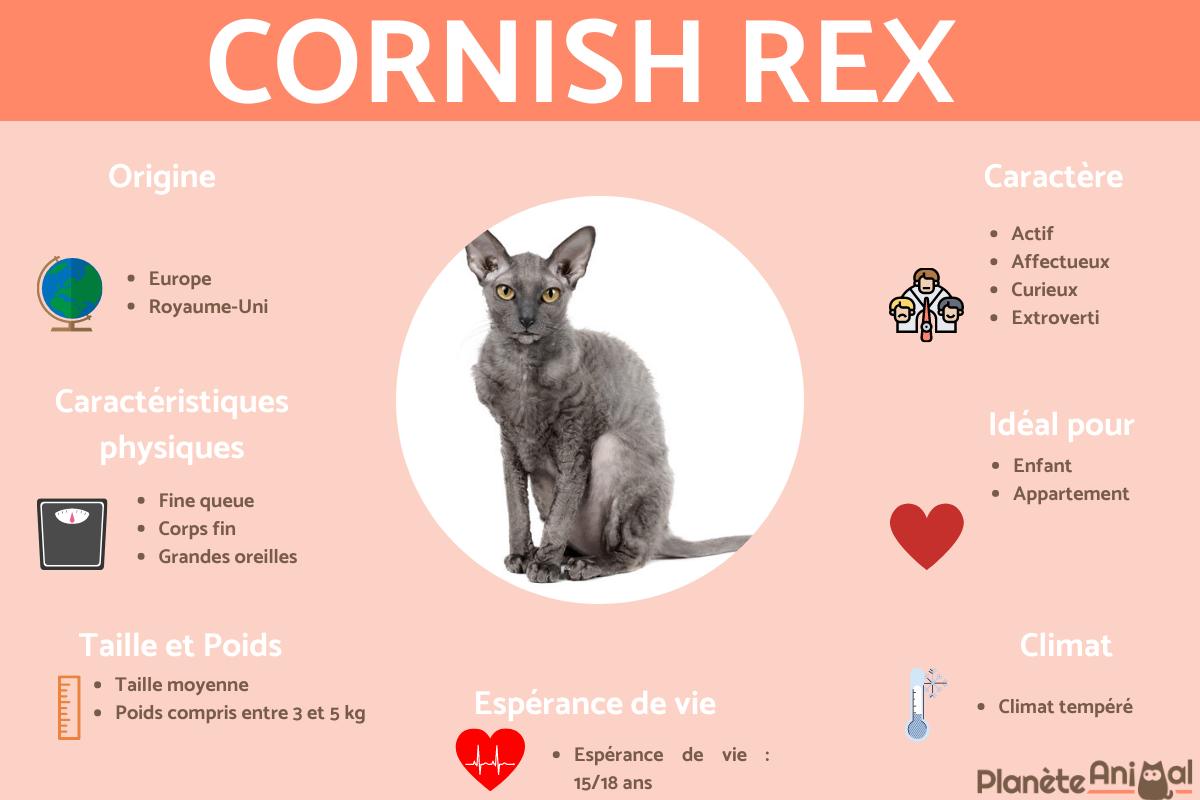 Cornish rex ou rex de Cornouailles